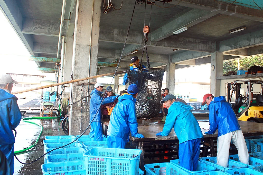 清水漁港で魚を扱う人たち